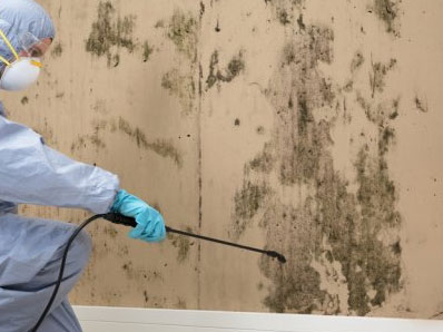 Basement Mold Removal NY