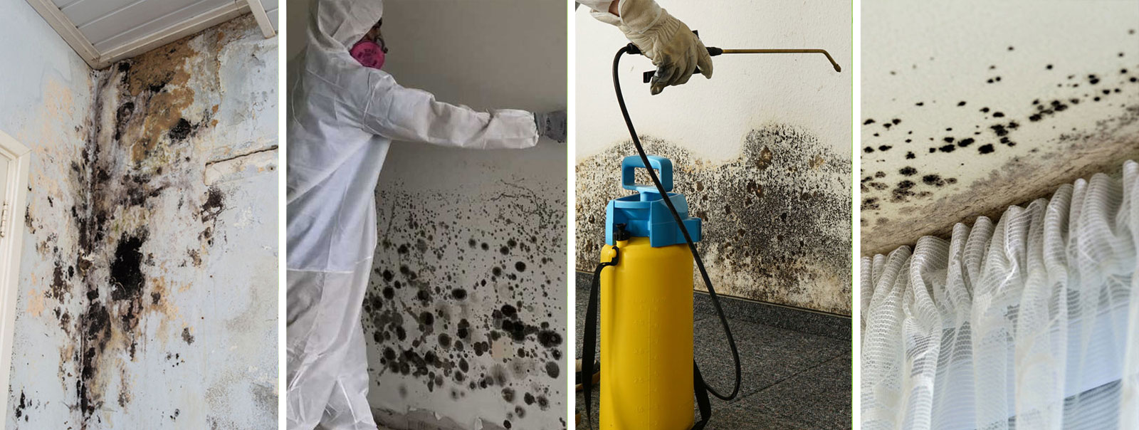 Mold Removal Near Me
