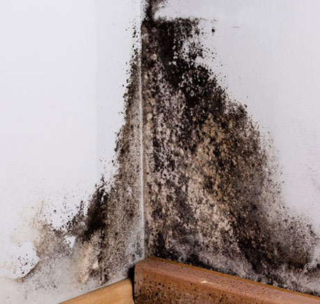 Mold Remedation NYC, Long Island, Westchester