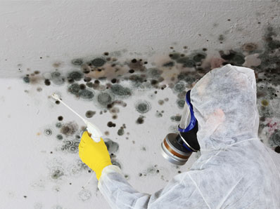 Mold Removal NYC