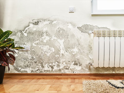 Mold Removal Queens NY