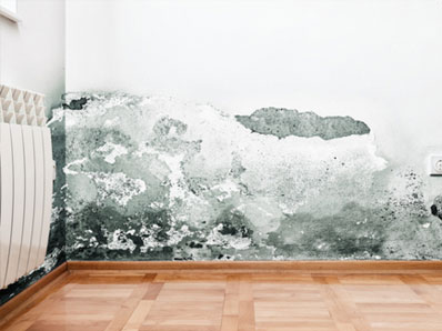 Mold Removal Brooklyn NY