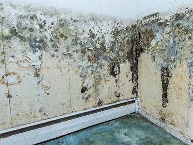 Mold Removal Bronx NY