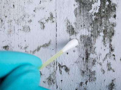 Mold Removal Long Island