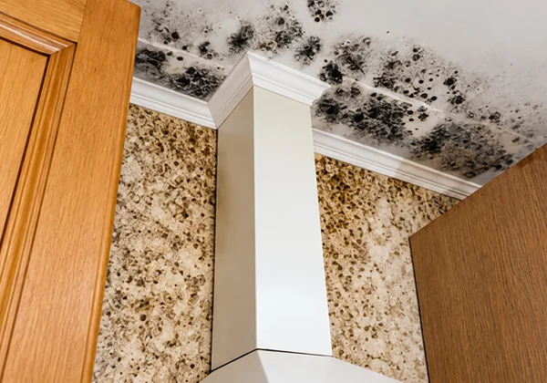 Mold growth on residential ceiling and walls