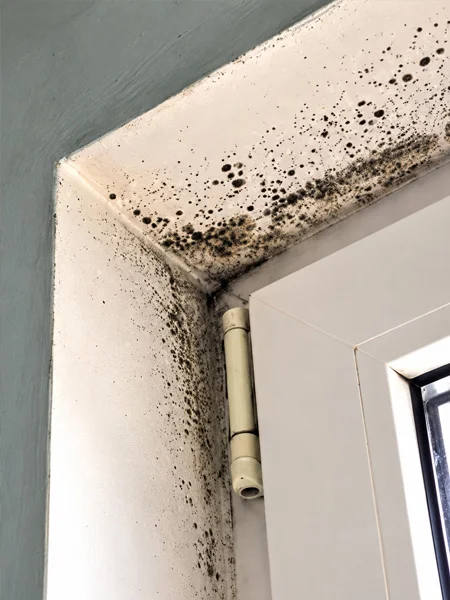 Mold growth around a residential window